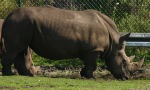 Rhinozerus