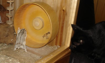 Katze Minki zeigt groes Interesse an Niki