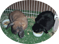 unsere Kaninchen